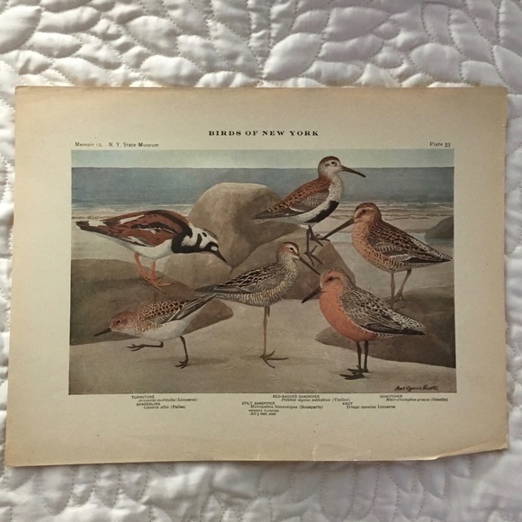 Antique Ornithological Bird Print Original beach birds - Picture 2 of 10